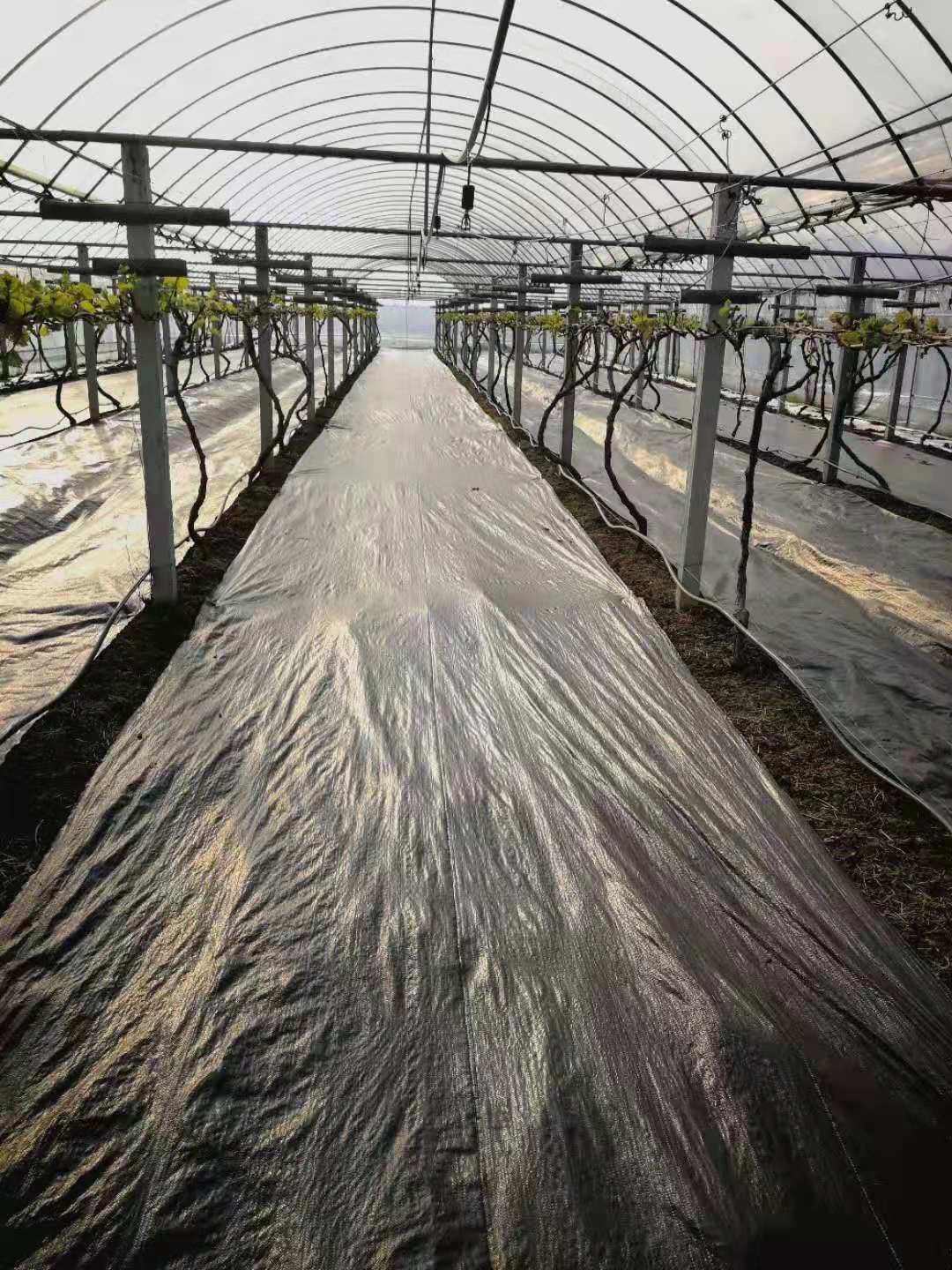葡萄種植大棚內鋪設德防草布